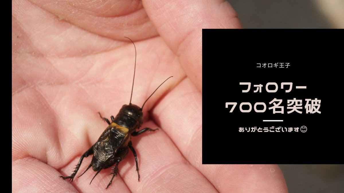 indetailceo's tweet photo. フォロワー700名突破㊗️
ありがとうございます🦗
#コオロギ #コオロギ王子 #クリケットファーム #cricketfarm #最高峰 https://t.co/JbRGPBYw3m