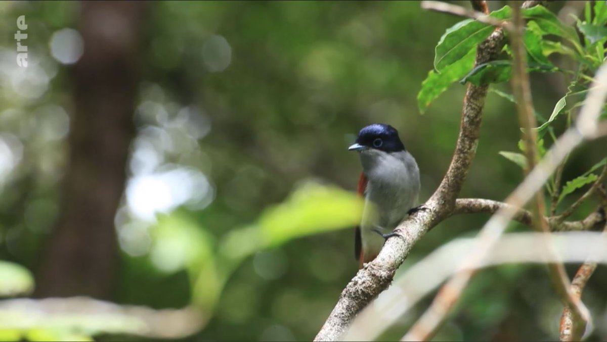 Réunion Tourisme tweet media