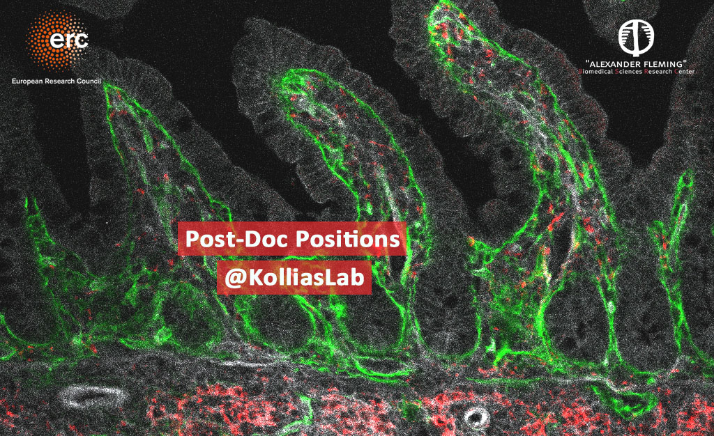 The <a href="/KolliasLab/">George Kollias</a> <a href="/BSRC_Fleming/">Biomedical Sciences Research Center Al. Fleming</a> is seeking motivated #postdocs to join a newly awarded #ERCAdG on “Contextual specification of #fibroblast driven causalities in #IBD and #fibrosis” <a href="/ERC_Research/">European Research Council (ERC)</a> 
Info: bit.ly/3N8KIF3