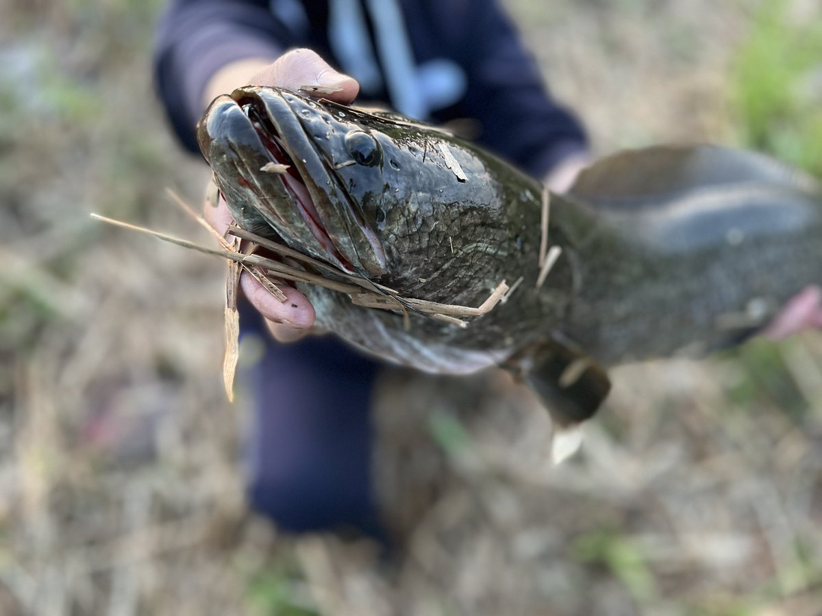 xhiMB0bLlwDSqmJ's tweet photo. 仕事帰りにちょいと🎣
まさかの2本連続でキャッチ😳‼️
釣れてくれてありがとう🥰
#北海道
#雷魚
#musclebait https://t.co/h3hjBH9OEJ