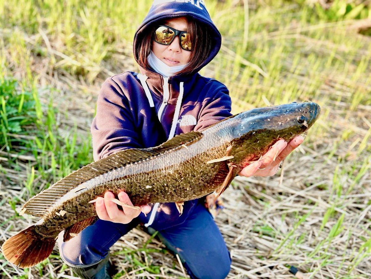 xhiMB0bLlwDSqmJ's tweet photo. 仕事帰りにちょいと🎣
まさかの2本連続でキャッチ😳‼️
釣れてくれてありがとう🥰
#北海道
#雷魚
#musclebait https://t.co/h3hjBH9OEJ