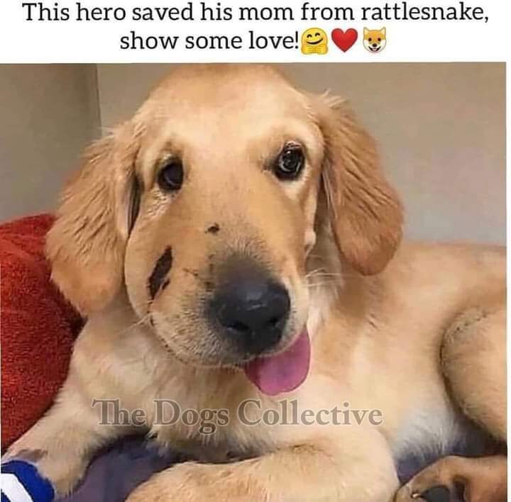 thehappydog_'s tweet photo. This hero saved his mom from rattlesnake , show some love ❤🙏 https://t.co/UEH05M3f5h