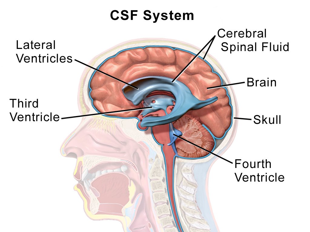 DementiasUK's tweet photo. An excellent review of markers in the fluid of the brain and spinal cord (cerebrospinal fluid) that link to cognitive ageing and #dementia by @tylerssaunders and ⁦@dannigadd from @EdinUniNeuro.

Read the #research paper here: https://t.co/wnLiuVSrBA https://t.co/fM1erS585Y