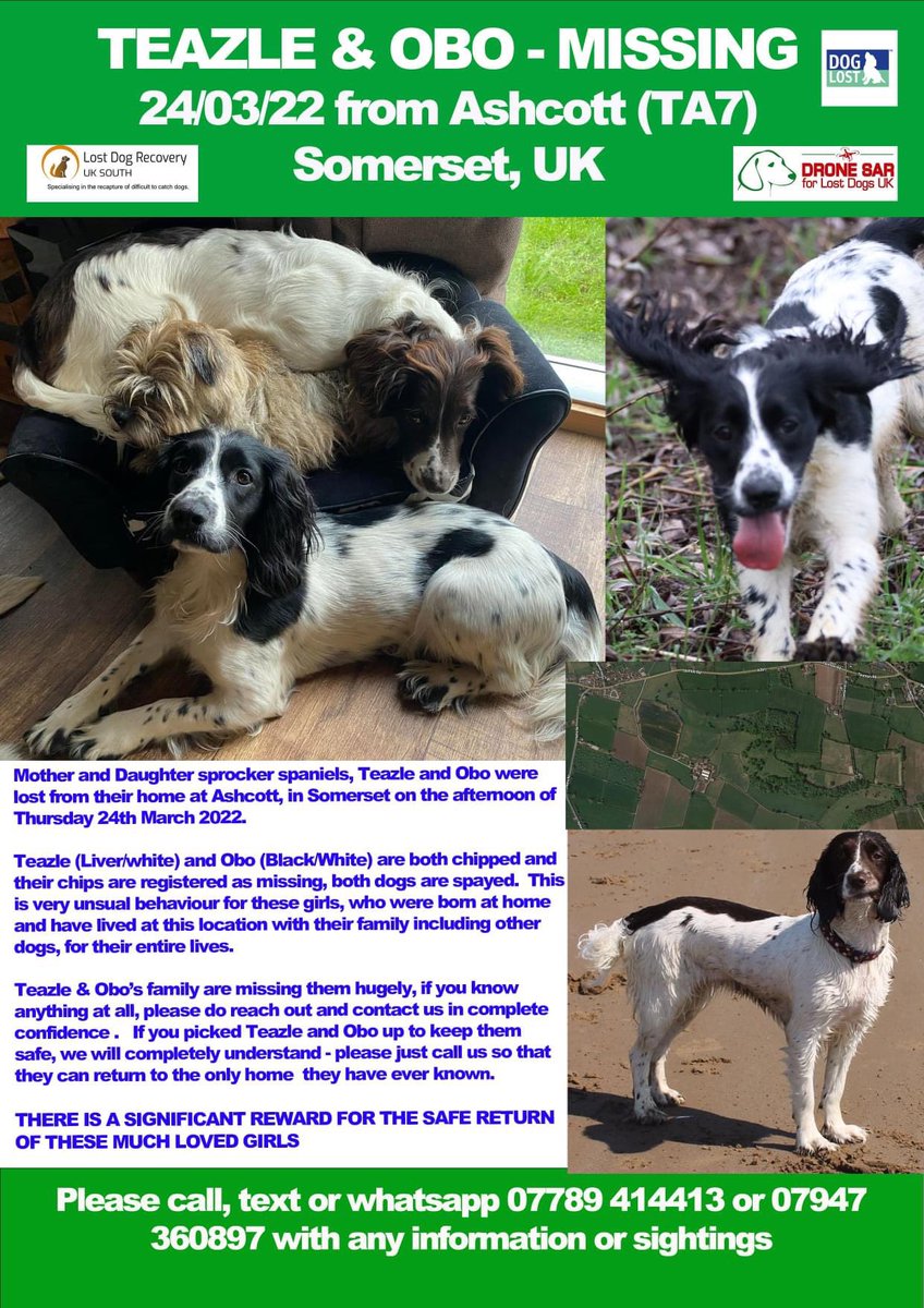 rosieDoc2's tweet photo. #SpanielHour
TEAZLE & OBO
Still not home
THOUGH TO OF GONE DOWN BADGER SETT
#Ashcott #TA7
24/3/22
Please keep sharing / retweeting TY
OWNERS…”Everything in our life has come to a stop, we are heartbroken….stay safe girls 😞
https://t.co/Nc3UaKqhcH https://t.co/4rvKees76X