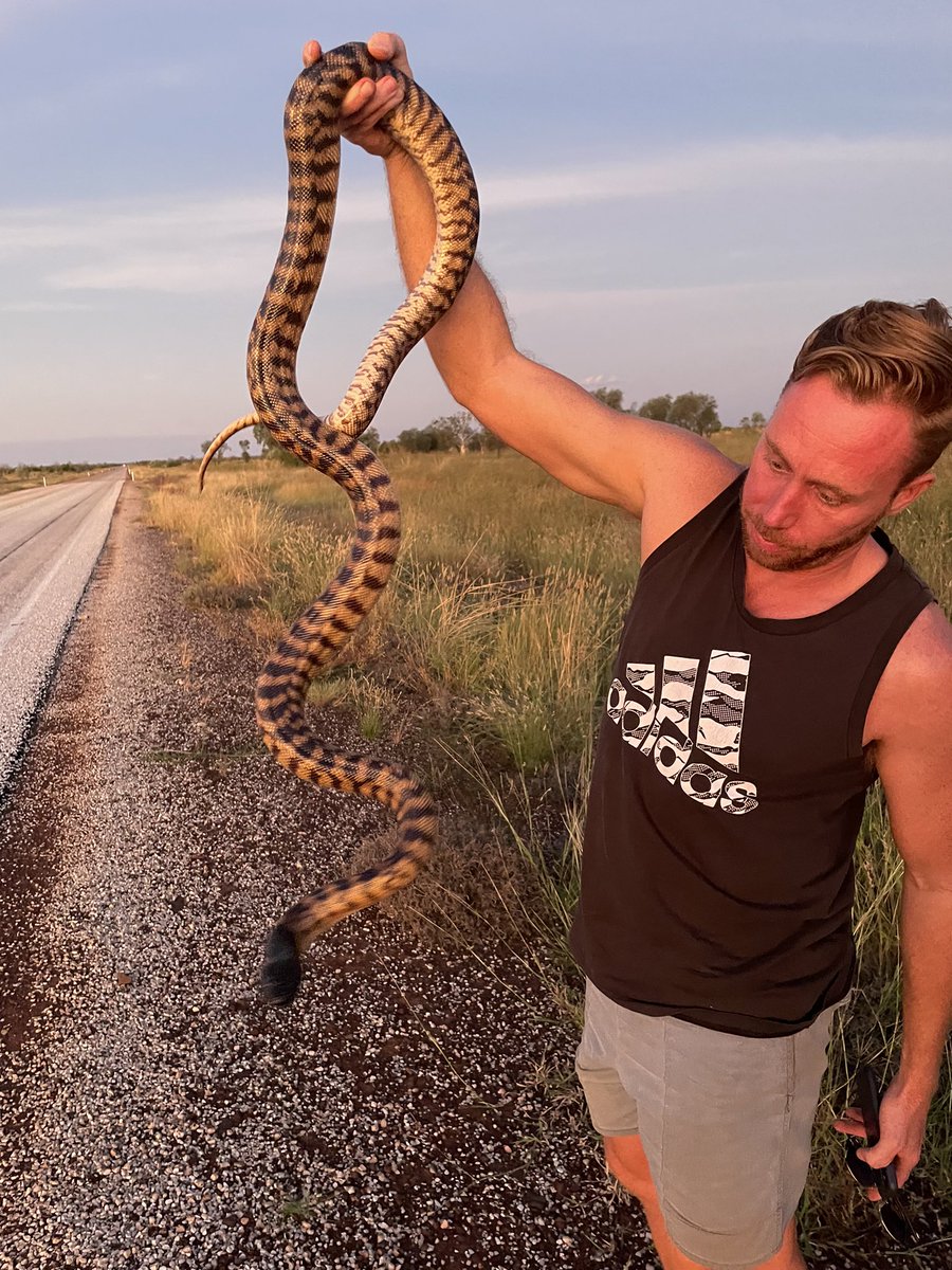 Centre for Conservation Ecology & Genomics (@uc_cceg) on Twitter photo The <a href="/UC_CCEG/">Centre for Conservation Ecology & Genomics</a> crew checks out some of the Kimberley’s other native wildlife on the way back from a toad survey 🐍🐍
#fieldwork #WildOz <a href="/SimonClulow/">Simon Clulow</a> <a href="/StephDeering95/">Steph Deering</a> <a href="/RichardDuncanUC/">Richard Duncan</a> <a href="/UCSciTech/">UC Faculty of Science and Technology</a> The <a href="/UC_CCEG/">Centre for Conservation Ecology & Genomics</a> crew checks out some of the Kimberley’s other native wildlife on the way back from a toad survey 🐍🐍
#fieldwork #WildOz <a href="/SimonClulow/">Simon Clulow</a> <a href="/StephDeering95/">Steph Deering</a> <a href="/RichardDuncanUC/">Richard Duncan</a> <a href="/UCSciTech/">UC Faculty of Science and Technology</a>