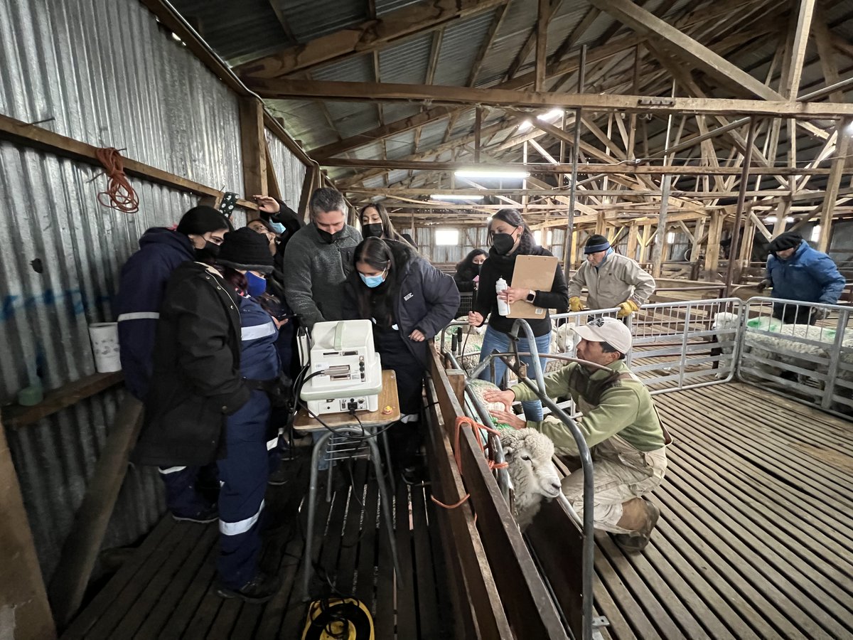 🟢Alumnos de la carrera Técnico en Veterinaria y Producción Agropecuaria del <a href="/cftdemagallanes/">CFT Estatal de Magallanes y Antártica Chilena</a> vivieron una interesante jornada en #Kampenaike de la mano de Salvador Reyes, <a href="/FranciscoSalesZ/">Francisco Sales</a> y Camila Sandoval, quienes les mostraron el manejo que se realiza con ovinos y bovinos.
