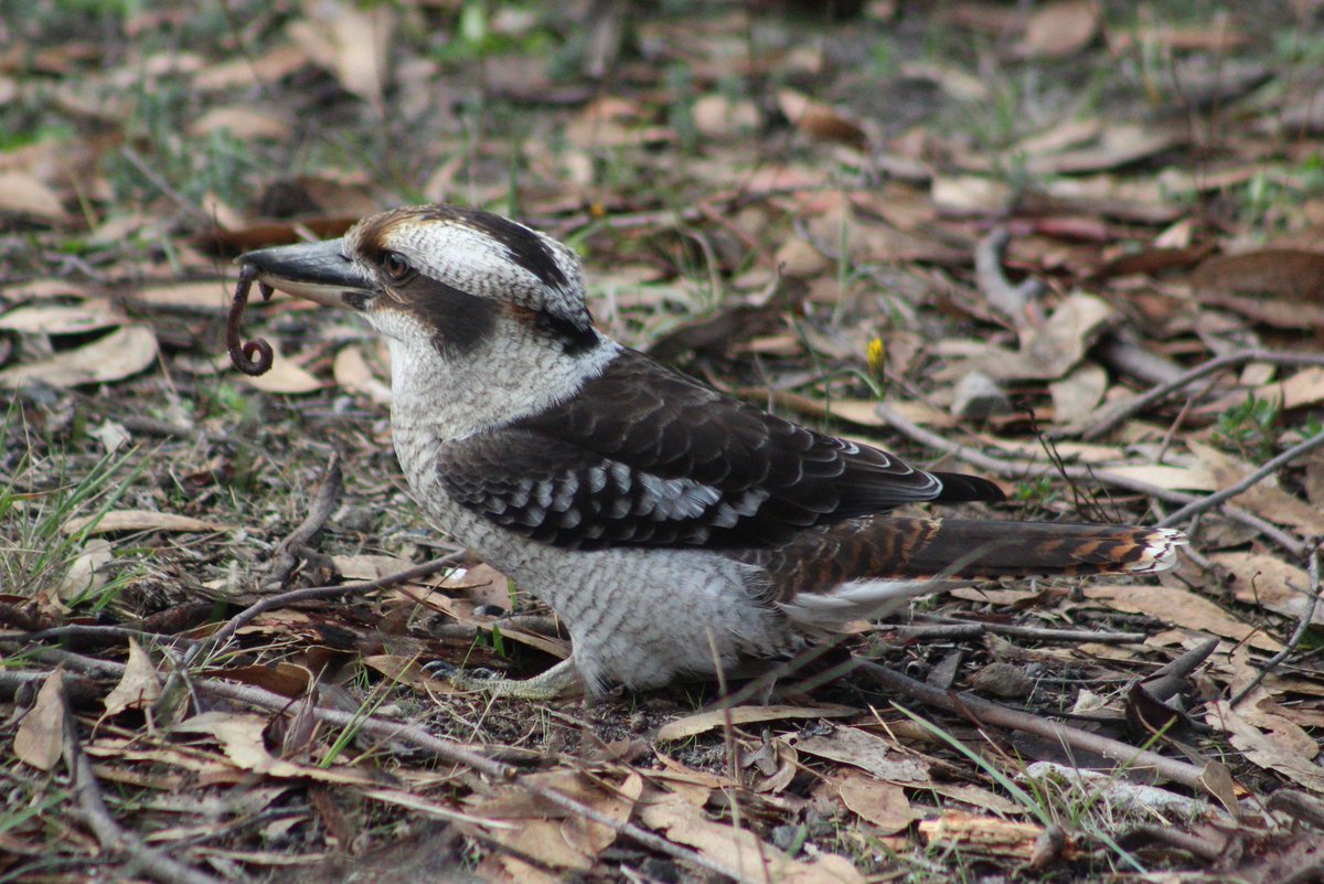 SophHammond's tweet photo. The #earlybird really does catch the #worm 🐛  #kookaburra #wildlife https://t.co/bBIbn8Fnwz