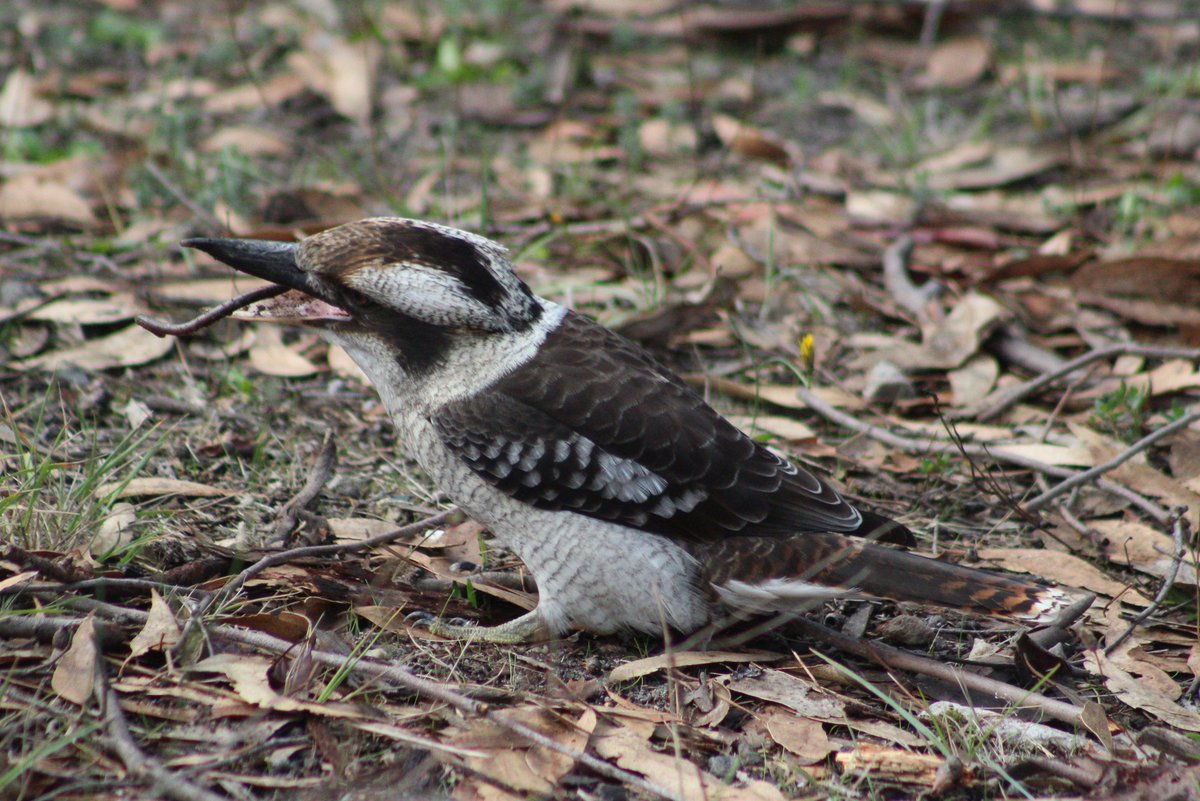 SophHammond's tweet photo. The #earlybird really does catch the #worm 🐛  #kookaburra #wildlife https://t.co/bBIbn8Fnwz