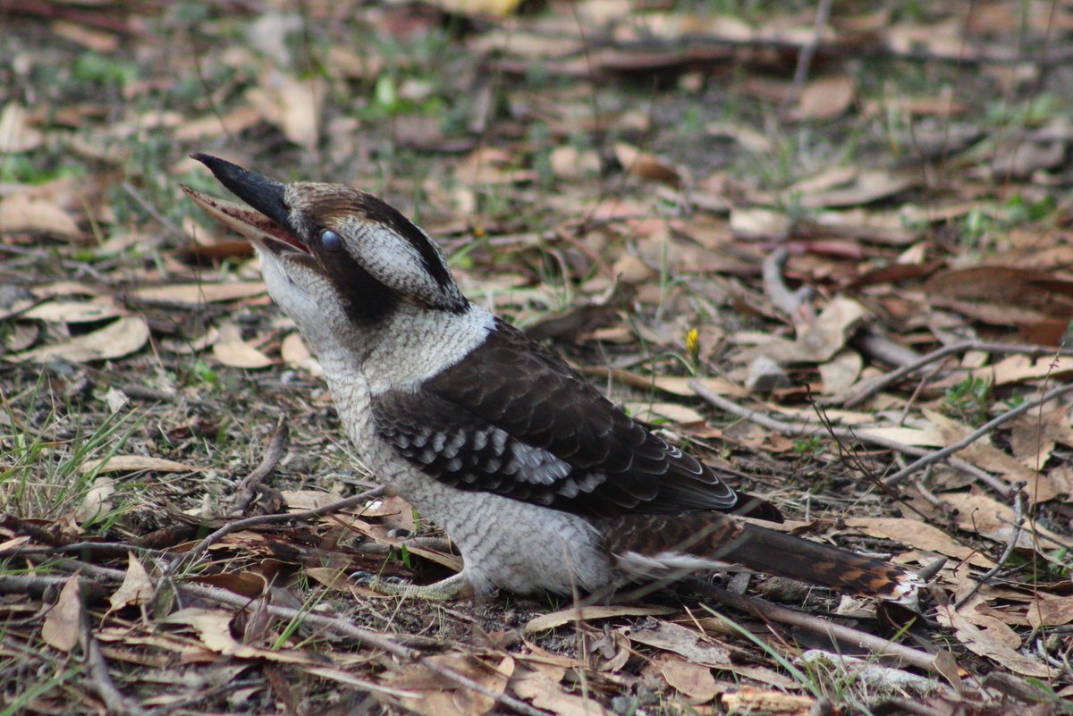 SophHammond's tweet photo. The #earlybird really does catch the #worm 🐛  #kookaburra #wildlife https://t.co/bBIbn8Fnwz
