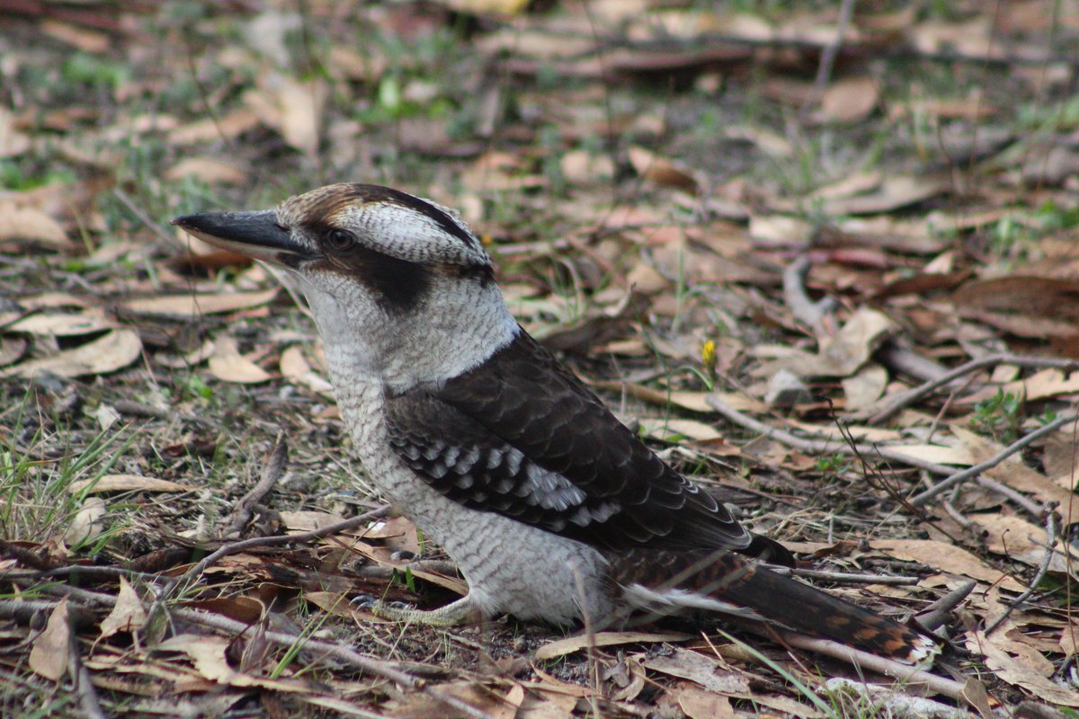 SophHammond's tweet photo. The #earlybird really does catch the #worm 🐛  #kookaburra #wildlife https://t.co/bBIbn8Fnwz
