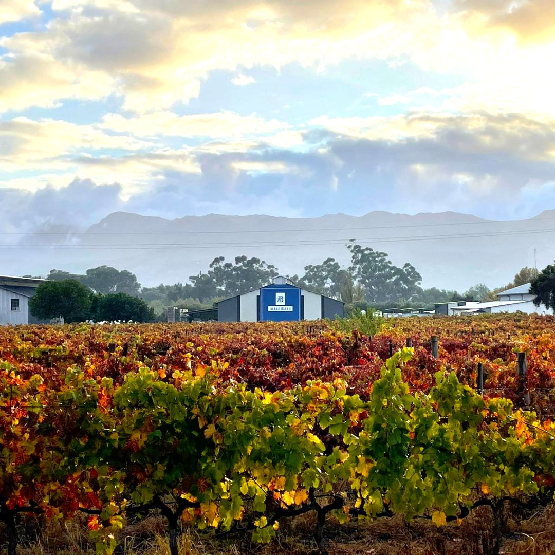 AlleeBleue's tweet photo. The changing of the seasons can be seen all over the estate, but we will still be ready to welcome you with warmth and wine!
Join us 7 days a week for tastings, lunches at the bistro, and picnics. For more info, visit our website here: https://t.co/Xww9j8UUDw
#AlleeMagic https://t.co/PKqPs0HCyY