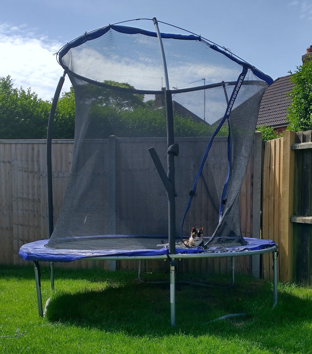 Niall_Jon's tweet photo. Trampoline cat https://t.co/rKHoScEaYa