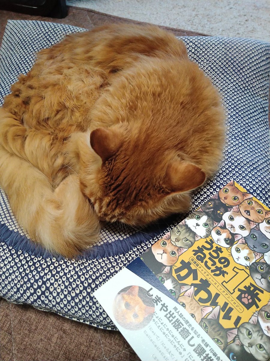 保護猫チャリティー猫ちゃんアンソロ!😺第1版が当日完売してましたが、再販始まりました。
すぐこうなっちゃう猫ちゃんの漫画で参加しています。
➡Booth(自家通販)https://t.co/3eOeszqypv
➡ピコ通販
https://t.co/r5fKhtUb0X
#チャリティー猫アンソロ