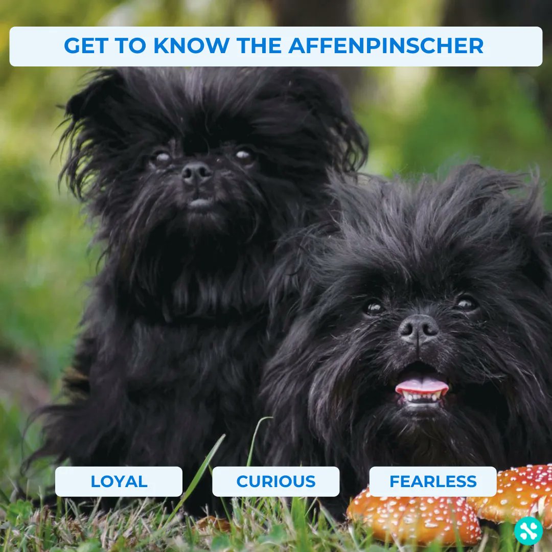 Tailwise 🐾 tweet media