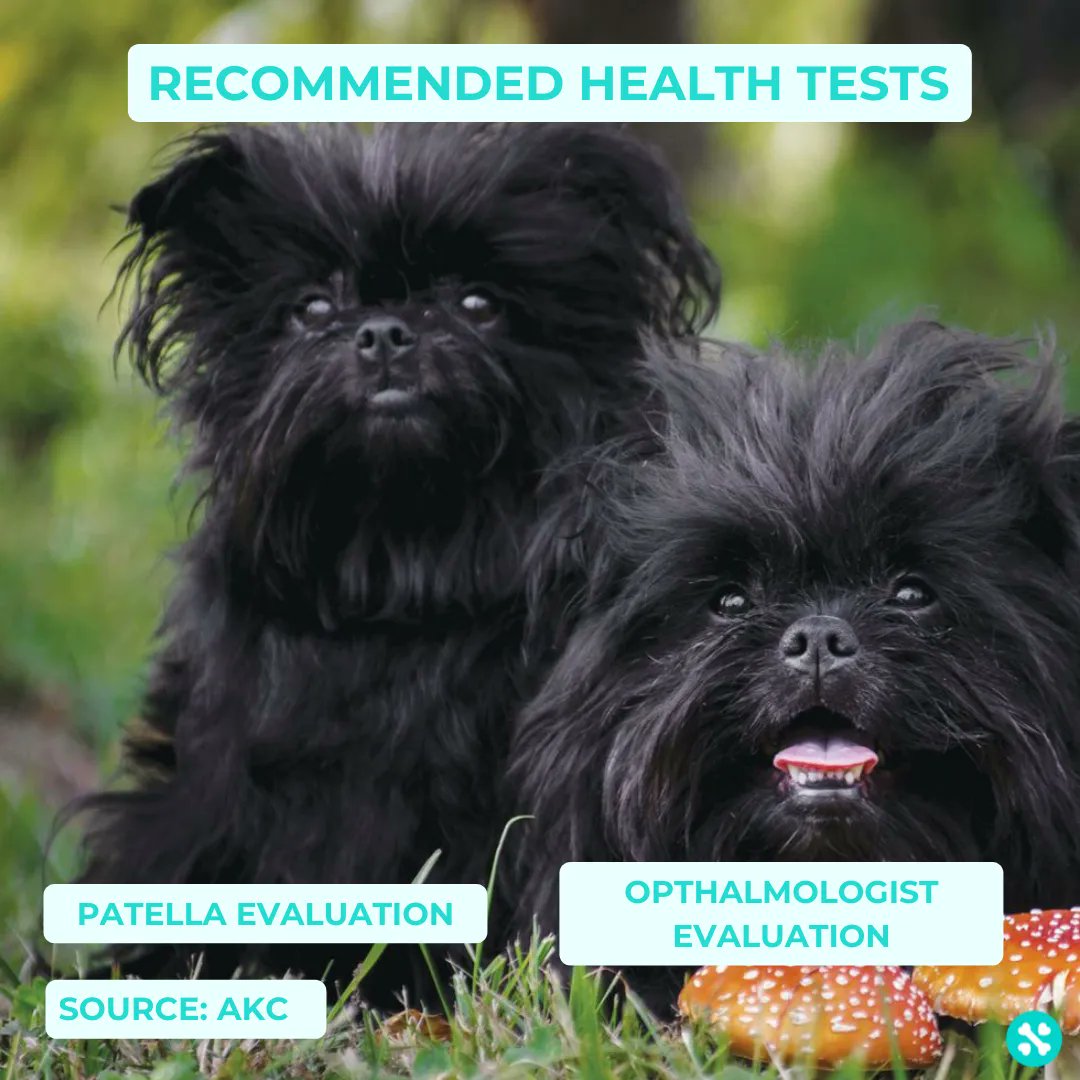 Tailwise 🐾 tweet media