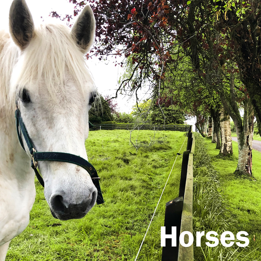 CheetahFencing's tweet photo. Here we have a horse being fenced in using our Cheetah Cub 🐎 If your horse is mischievous and likes to chew the wooden fence, our stand off insulators can help to prevent that 👍#cheetah #electricfencing #farming #fence #agriculture #shoplocal #farmlife #agrilife #irishbusiness https://t.co/LKhJIZ7BK1
