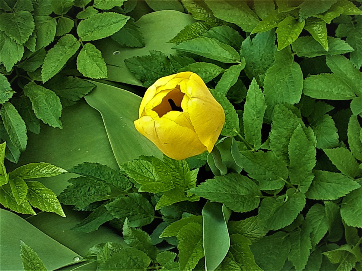 bonlynmac's tweet photo. Solitary tulip awaiting the sun. https://t.co/BMmse5cG8I