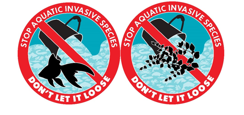 DFO_NL's tweet photo. Aquatic #InvasiveSpecies can spread by dumping bait, aquarium pets and plants. #DontLetItLoose - never release bait, aquarium pets and plants into the wild. Learn how to properly dispose: https://t.co/S7jDjOeUkk  #NISAW https://t.co/LJ2hkbzEZY