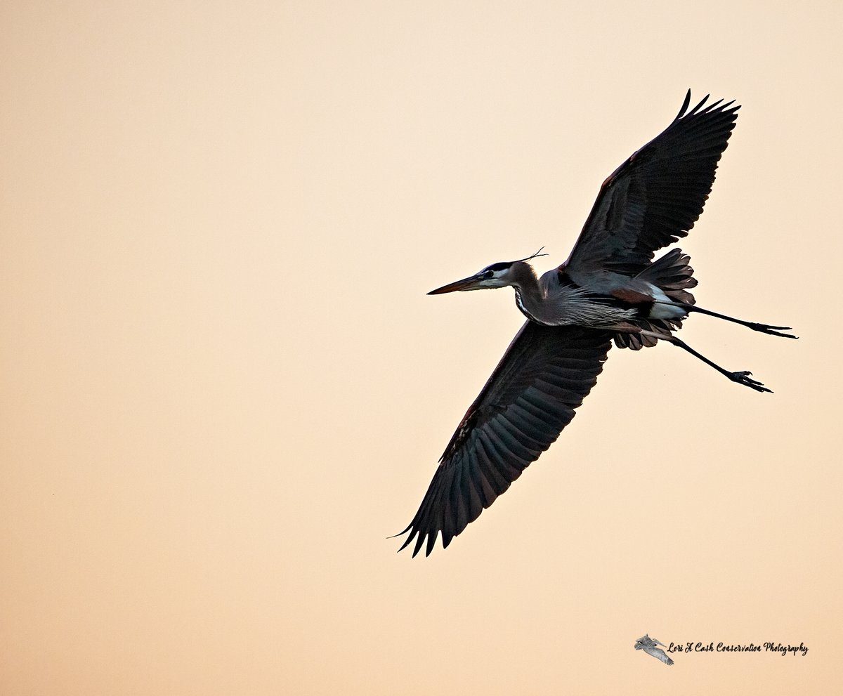 Great blue heron in flight at dawn over the James River on a spring morning. 

#greatblueheron #herons #birdsinflight #birds #TwitterNatureCommunity #nature #birdphotography #virginiawildlife

loriacash.com