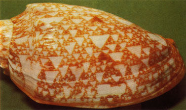 FlashCordon's tweet photo. Ce weekend, grâce à @EleoBellot, j'ai découvert que certains coquillages possèdent des motifs qui s'apparentent à des fractales, comme ici le célèbre "triangle de Sierpinski". Plus d'infos chez @ElJj ! https://t.co/1DHqWAGQIG
Crédits image : helicotremor, inconnu https://t.co/tJg18W3tjT
