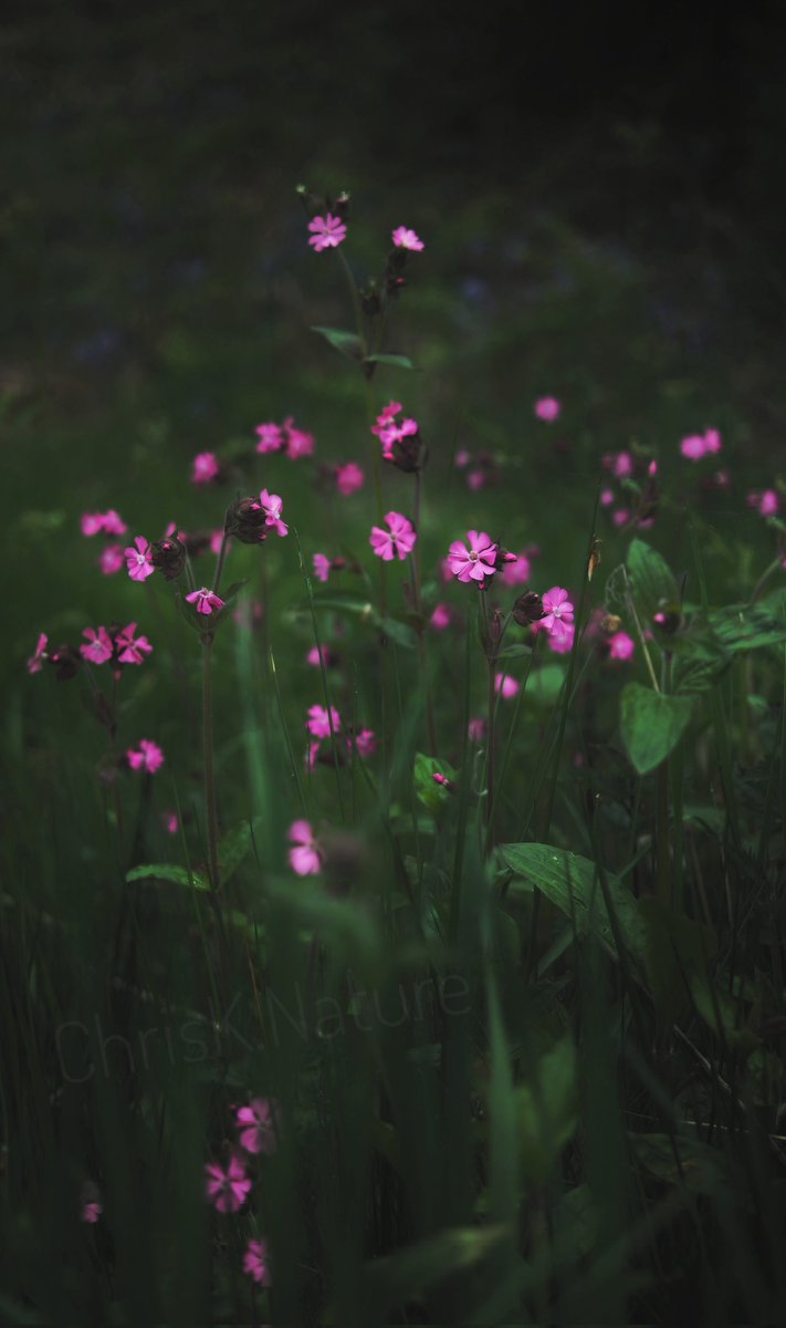 Red Campion

#redcampion #wildflowers #nature #NaturePhotography #Flowers #woodland #NatureBeauty