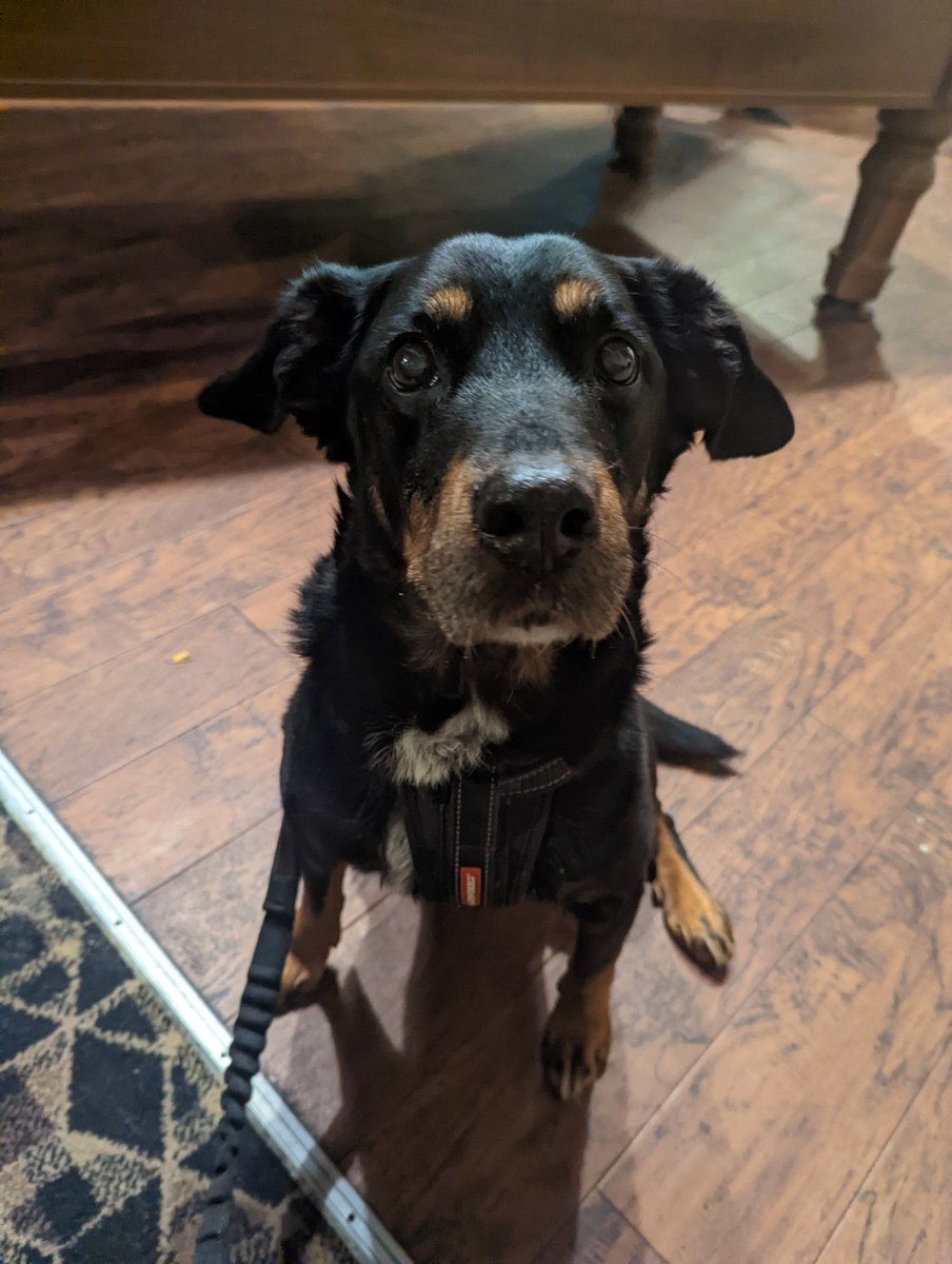 jenjamoo's tweet image. I haven't announced this here yet but Roxie passed away a few months back.

A few of you will remember her from my YouTube vids. She loved sitting and watching me play for hours (days) &amp;amp; now she can be with the community in-game 🥲

Perfect tribute
Thank you @PugownedS ❤️❤️