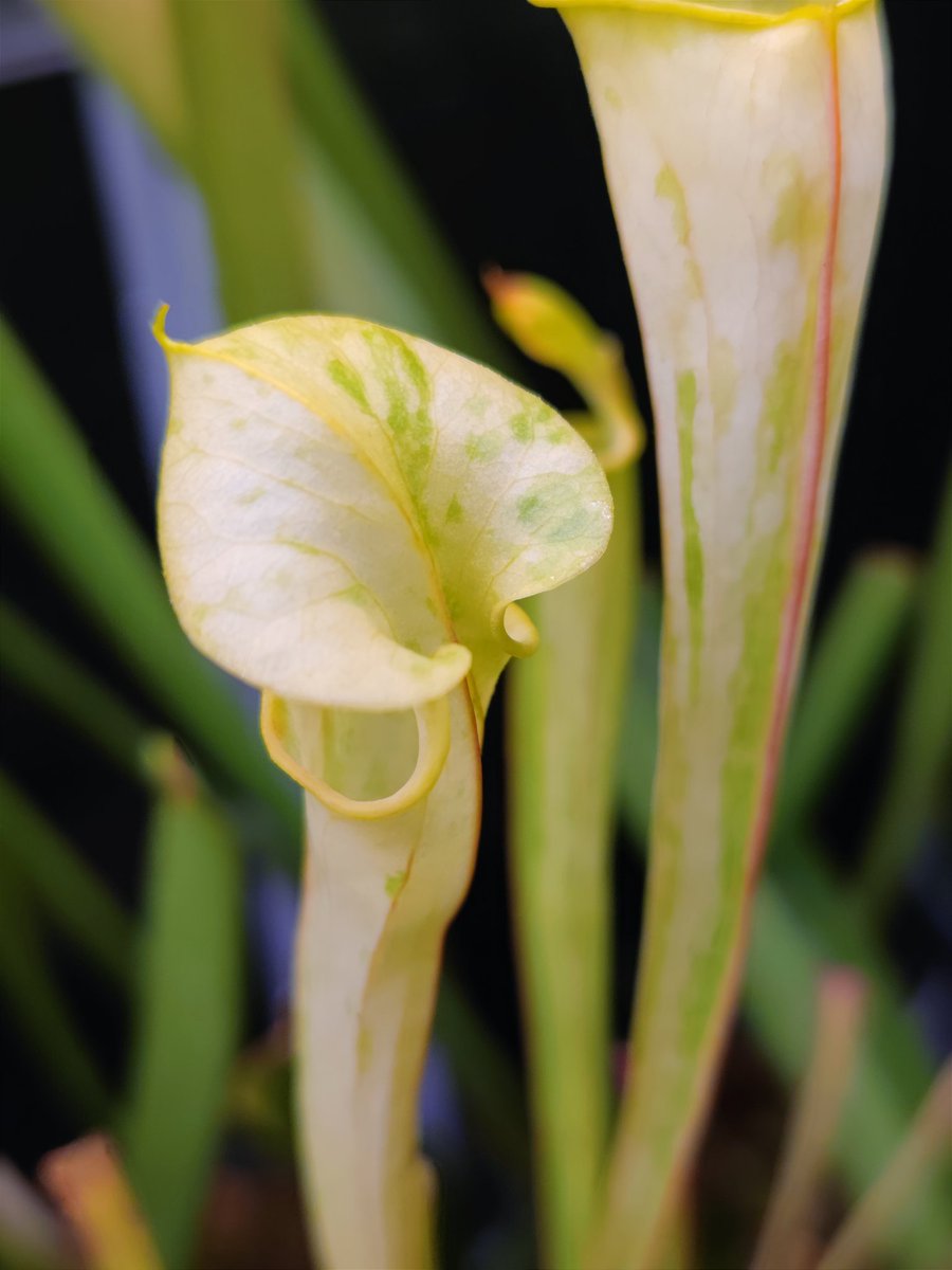 zczza2's tweet image. 哟，你醒了