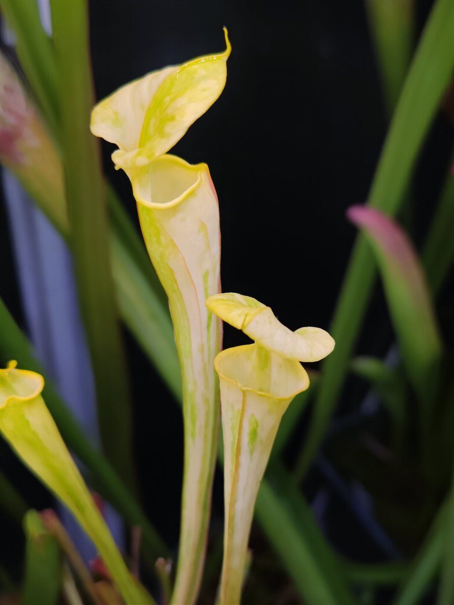 zczza2's tweet image. 哟，你醒了