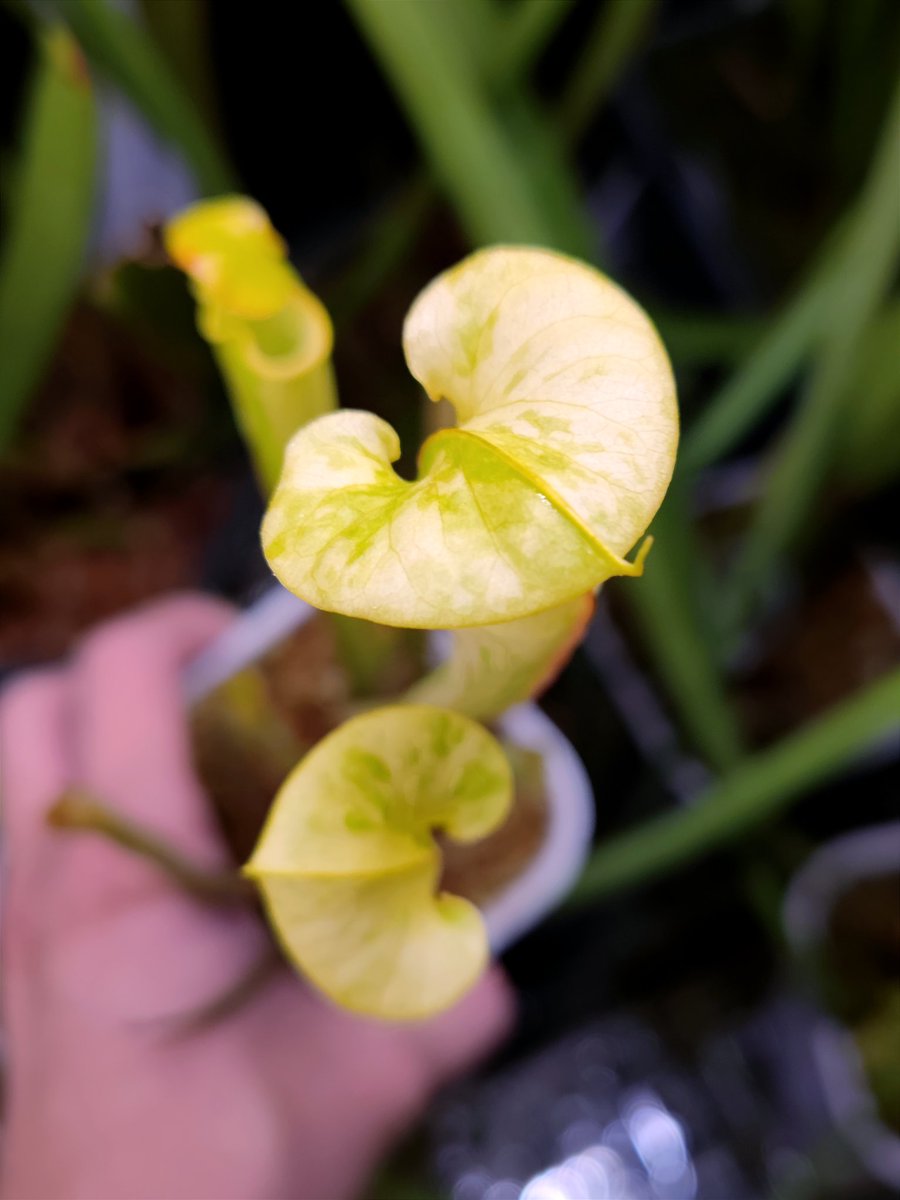 zczza2's tweet image. 哟，你醒了