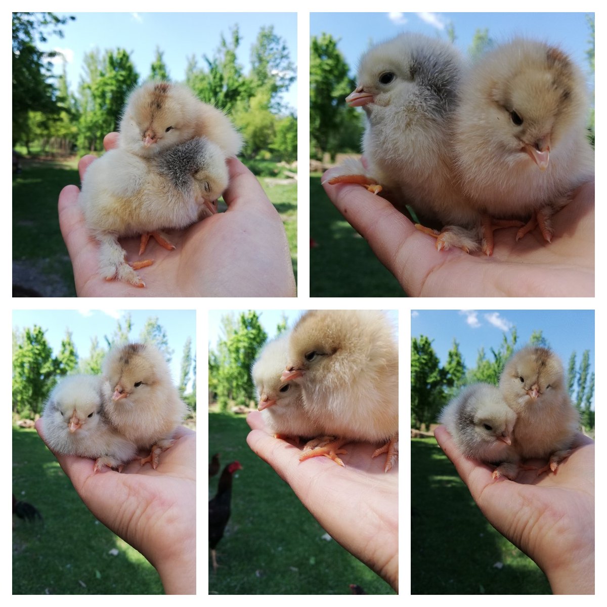 Sen neden bu kadar güzelsin, bilmem 
Taşırsın yeryüzüne ebedî tohumları   
Ben ise kuruyacak bir suyun mahkûmuyum..