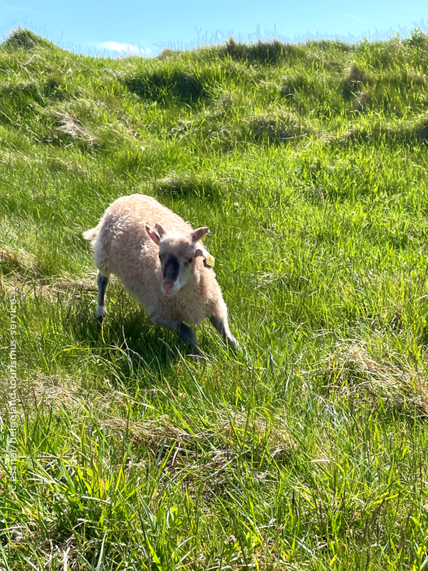 Heute besuchen uns 1102 Gäste auf Helgoland.
Welkoam iip lunn