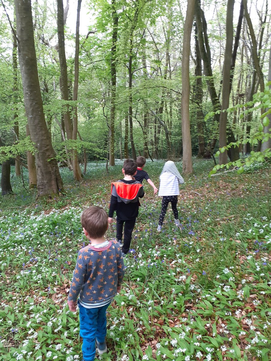 TheWindler's tweet photo. Forced the children to forage for wild garlic, which I'll store in the freezer before throwing away https://t.co/6MDzjAgXeK
