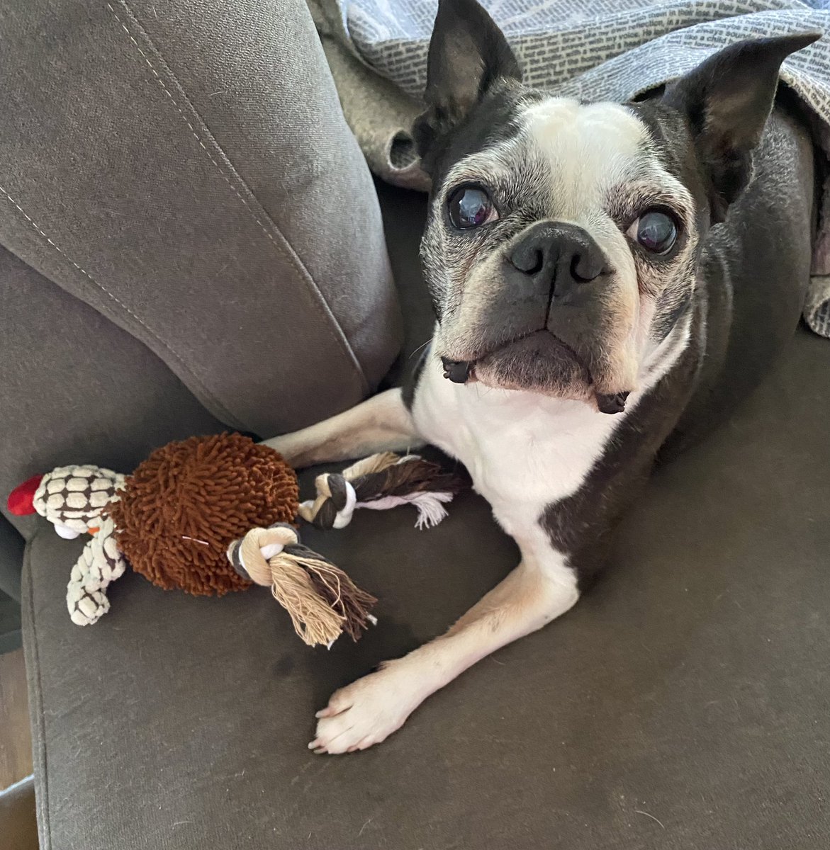 WWJD_2020's tweet image. Today, I put this furbaby to rest…no more pain for her, but I will feel the pain of her absence forever. #bostonterrier #DogsofTwittter @mmpadellan please share, she was the love of my life ❤️🐶❤️