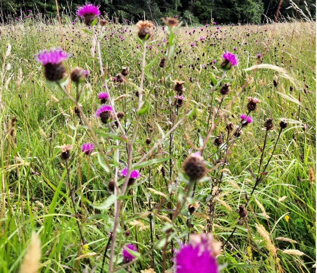 dlrcc's tweet photo. #BiodiversityWeek2022 runs from May 14th to May 22nd and we are running a number of biodiversity events throughout the county.

For more info on the in-person and virtual events, click here: https://t.co/nxNdnni2cg

🐝 🌻 https://t.co/ZG5VrXjA7O