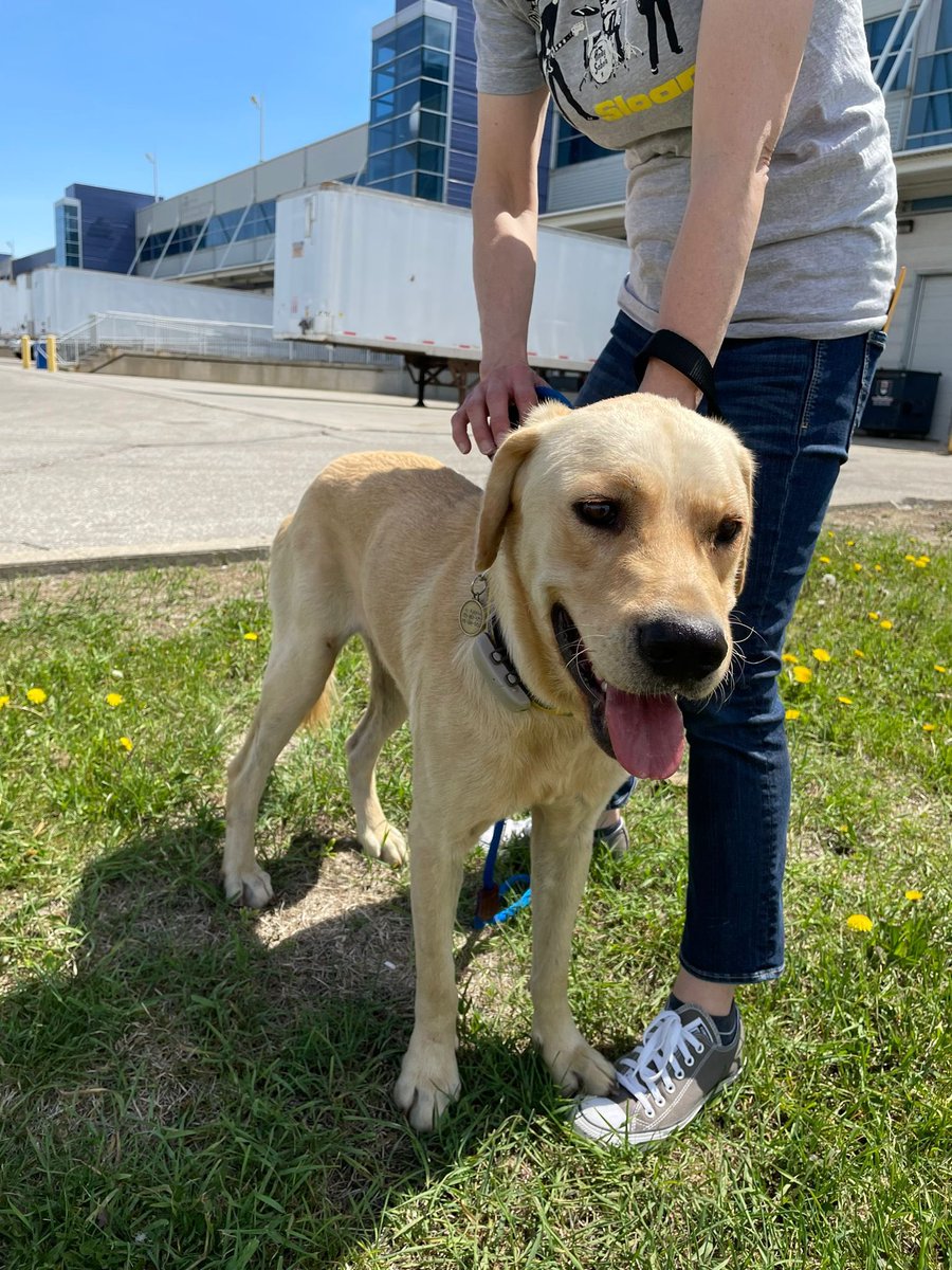 LABRESCUE289's tweet photo. Welcome Douglas to 🇨🇦✈️ The journey here in a crate might be long but Douglas’ wiggly giggly dance says it all! We are thrilled to be able to help him on his journey to finding his forever family.  💙 #FlightofHope4Labs https://t.co/rcLwEw9fxM