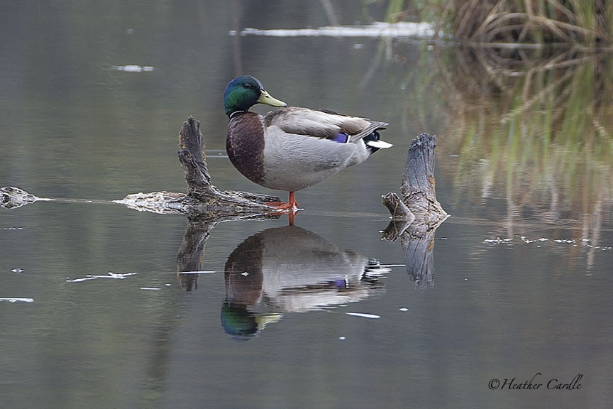 heathercards's tweet photo. #ChickPicotheDay (Day 3,820)
Donald was far too interested in gazing at himself to bother about finding a mate this season.
#Mallard #Reflection #DoubleVision #Tweedness #HeatherCardlePhotographer #Vanity https://t.co/AvED1Nc6d6