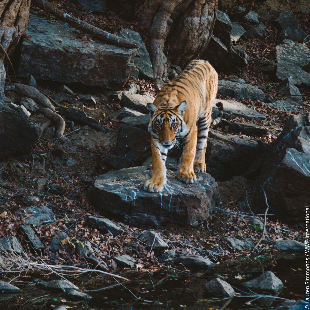 WWF_tigers's tweet photo. We have a #YouTube channel that's dedicated to tigers….it’s pretty roarsome 🐯👀

Subscribe and share 👉 https://t.co/bDFCZhaQC3 

#tigers https://t.co/UTuLEa1XiK
