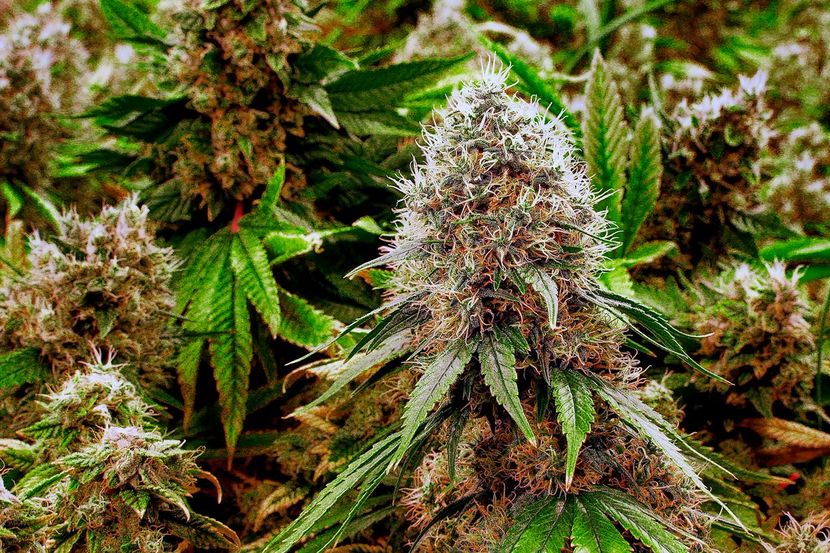 SacredSoundX's tweet photo. #ILGM Godfather OG 
 #Godfather #OG, also known as “Don of all OGs” or “Godfather #Kush”, is an #indica-dominant #hybrid #strain (60% indica / 40% sativa) created by a cross of the infamous #GranddaddyPurple, #OGKush, #AlphaOG #strains, and #BubbaKush. 
https://t.co/OHZ6RSIWtp https://t.co/K2nWVndXkV