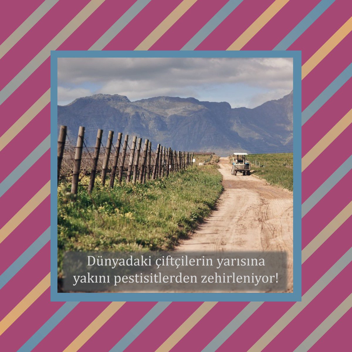 Dünyadaki tarım işçilerinin yarısına yakını (%44’ü) verim elde edebilmek için pestisitlerle her yıl zehirleniyor. Bu sayı son 30 yılda yaklaşık 15 kat arttı.

@bugday_dernegi 

#sürekliliktensürdürülebilirliğe 
#zehirsizsofralar #pestisitehayır