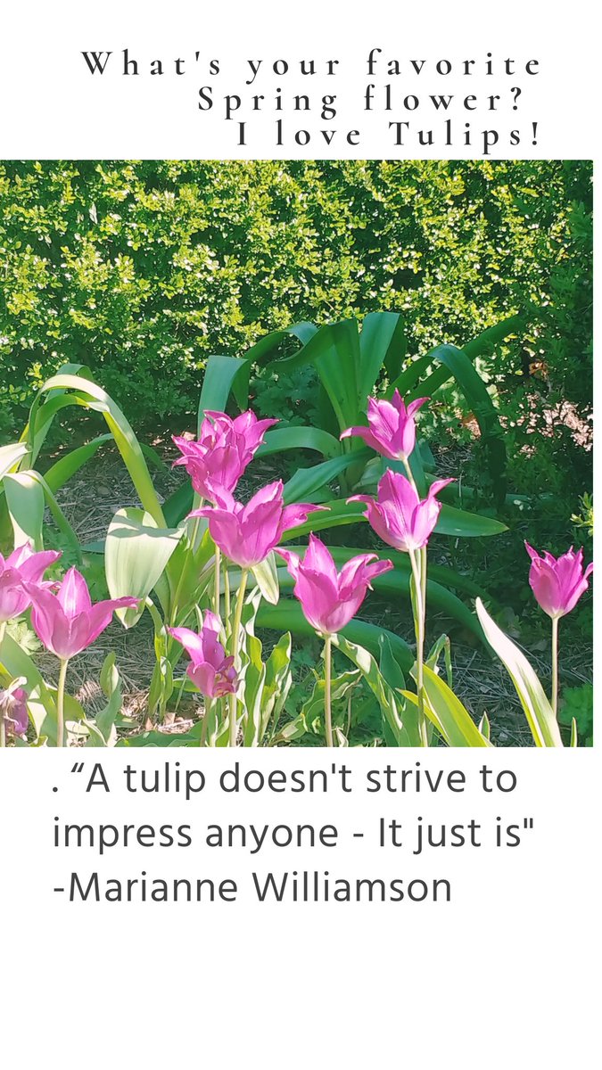 sharingthanks's tweet photo. What's you favorite Spring flower?
I love TULIPS!

I am thankful to take a moment and enjoy the wonder of a flower. It has a time to bloom and they don't compete, they just find the perfect time to bloom and bask in the sun.

 #gratitude
#joytrain
#joy
#joyful
#grateful https://t.co/6xyxAx90GH