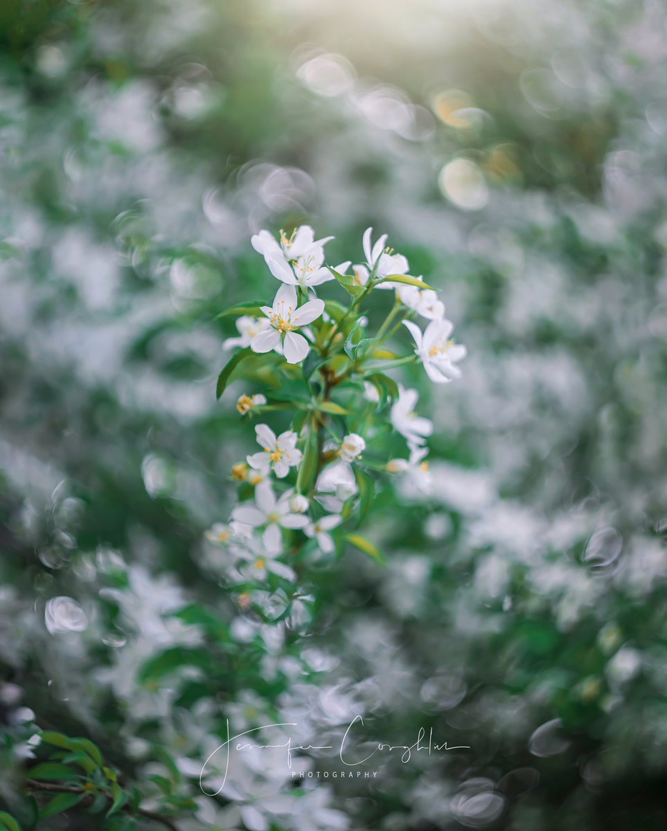 • new life • fresh beginning •

<a href="/MacroHour/">#MacroHour 🌿</a> <a href="/ThePhotoHour/">#ThePhotoHour</a> #NaturePhotography #flowerphotography #hellospring