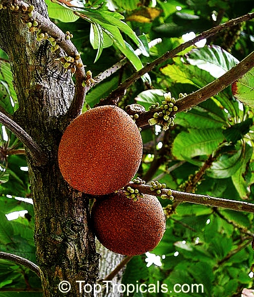 toptropicals's tweet photo. #Pouteria sapota - #MameySapote Key Wes. produces a fruits with a creamy and sweet salmon-colored flesh. The flavor is a combination of sweet potato and pumpkin with undertones of almond, chocolate, honey, and vanilla.
https://t.co/alQ5vkF8CJ
#exoticfruits
#MondayMotivation https://t.co/Nk1cRDCYLn