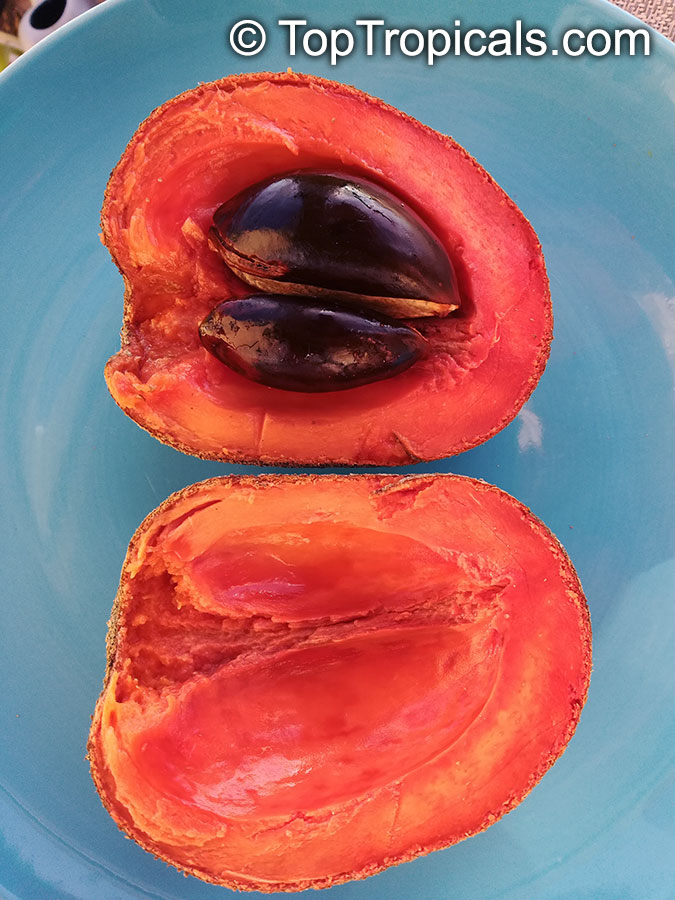 toptropicals's tweet photo. #Pouteria sapota - #MameySapote Key Wes. produces a fruits with a creamy and sweet salmon-colored flesh. The flavor is a combination of sweet potato and pumpkin with undertones of almond, chocolate, honey, and vanilla.
https://t.co/alQ5vkF8CJ
#exoticfruits
#MondayMotivation https://t.co/Nk1cRDCYLn