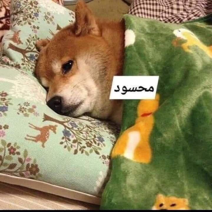 fatmt_majd's tweet photo. لما يسألوني ليش مامتعينة لحد الآن 🫣👇🏻
#تعيين_معاهد_النفط 
#الاستثناء_حق_معاهد_النفط https://t.co/E31QF90xWi