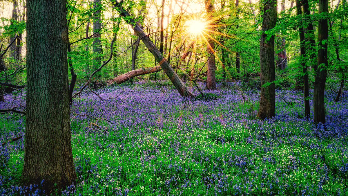 pro123ton's tweet photo. The Bluebells have now all gone from Essex now but they were great while here #fujifilm #photography #essex https://t.co/cxKnKVjOu2