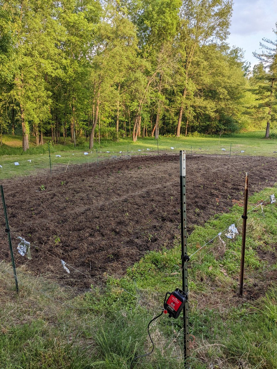 BodPepper's tweet photo. All planted and ready to grow.  The electric fence has been added to keep the deer out. Those little pepper munching jerks. 😂

40 Tomatoes plants

80 pepper plants. 

2 rows of sweet corn

4 watermelon plants 

1 row of sunflowers

#peppers #tomatoes  #garden2022 #dadbodpepperco https://t.co/09BevUvqoJ
