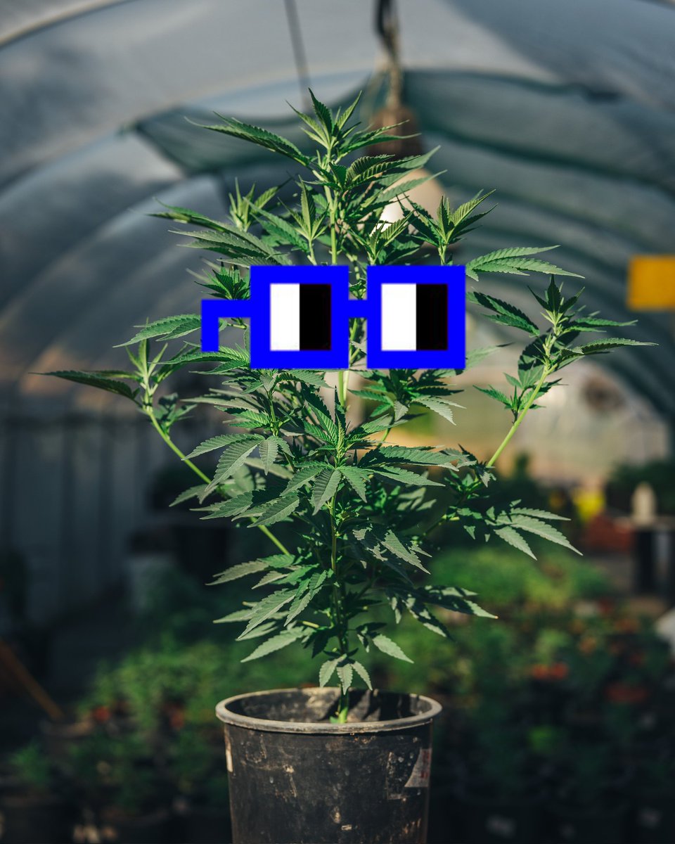 Gm ⌐◨-◨
Building in Web3, Growing IRL
The Nouns Kush will be out soon!

#nounsdao #stonednouns #cc0 #CannabisCommunity #nouns