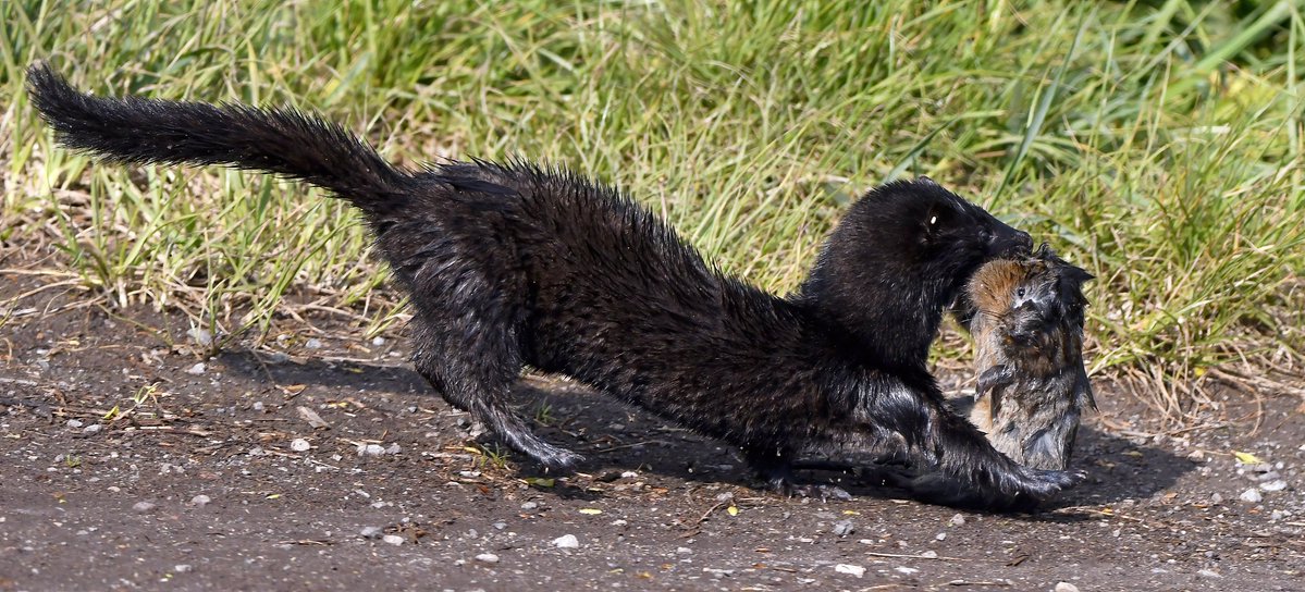 It's #InvasiveSpeciesWeek - watch out later this week for thoughts on tacking American mink and their impact on native species, especially #watervoles. Photo credit: @CarlBovisNature