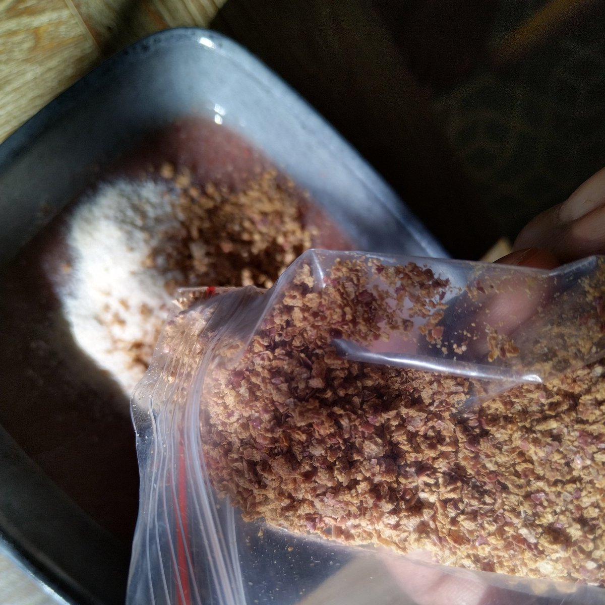 SabzerAzoh's tweet photo. Sorghum soft porridge, Moringa grounded root powder, red dried grounded apple peels, wild🍯and lime.

This mixture protects the liver against damage caused by anti-tubercular drugs and can quicken its repair process. This mixture also suppresses the development of cancer cells... https://t.co/NhJJ9ZHxM7