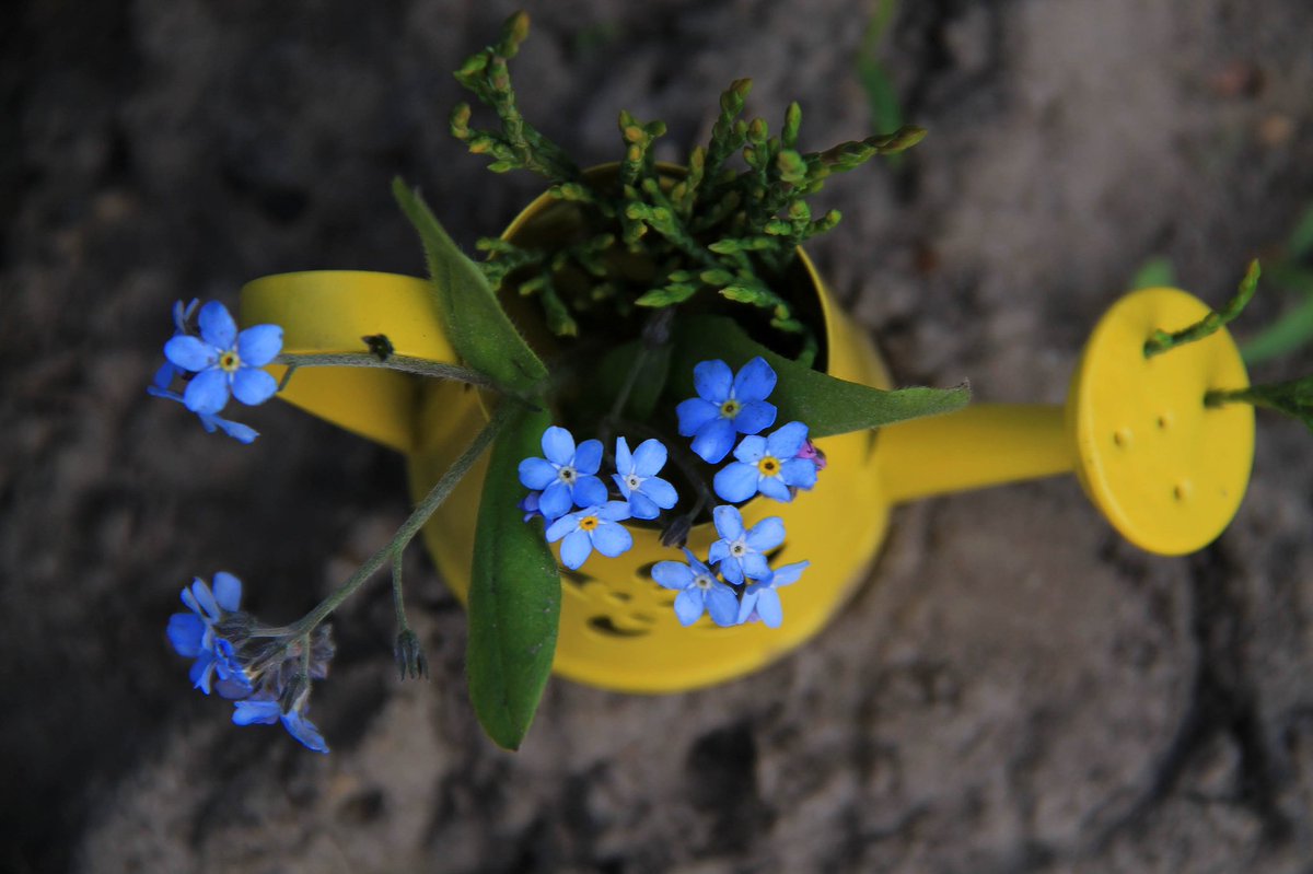 Helen18174248's tweet photo. Good day) #photo #photooftheday #Flowers #spring https://t.co/IFHdwQJEBD
